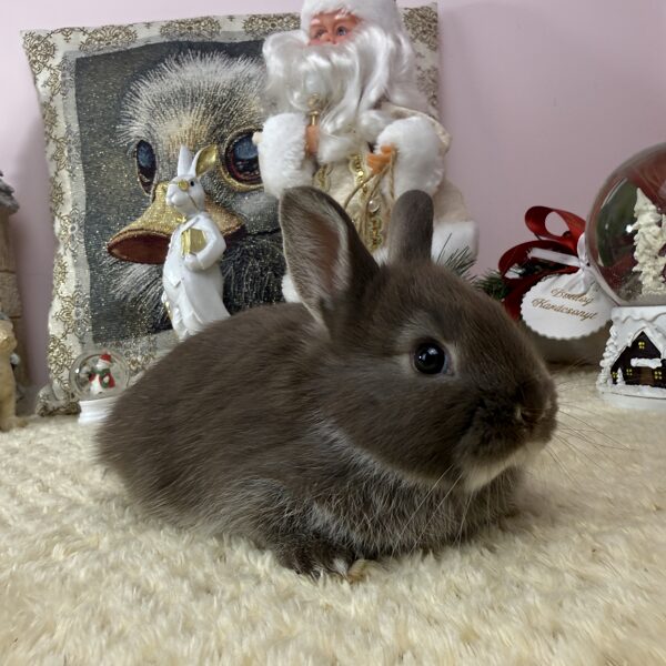 Színes törpe nőstény 20.000Ft 