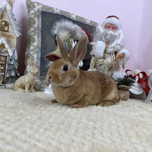 Mia törpe rex kislány 20.000Ft