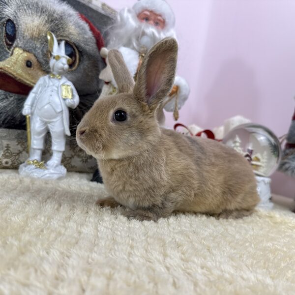 Törpe rex kisfiúk 10.000Ft/egyed