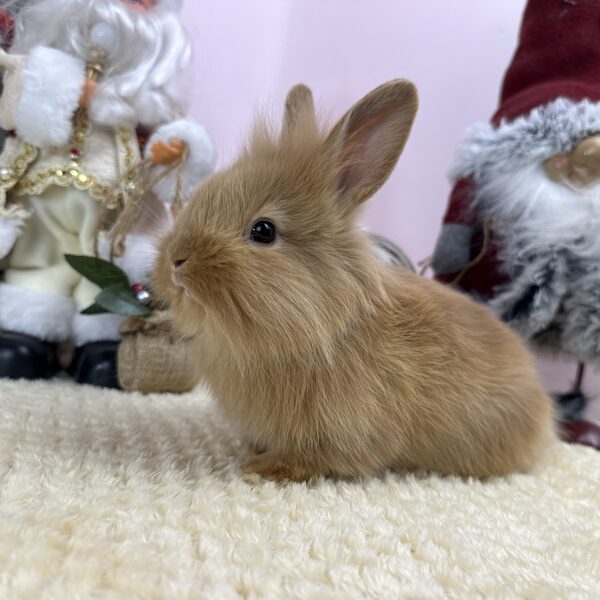 Kubu Mini oroszlánfejű bak 15..000Ft 