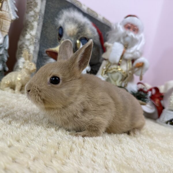 Színes törpe nőstény 20.000Ft 