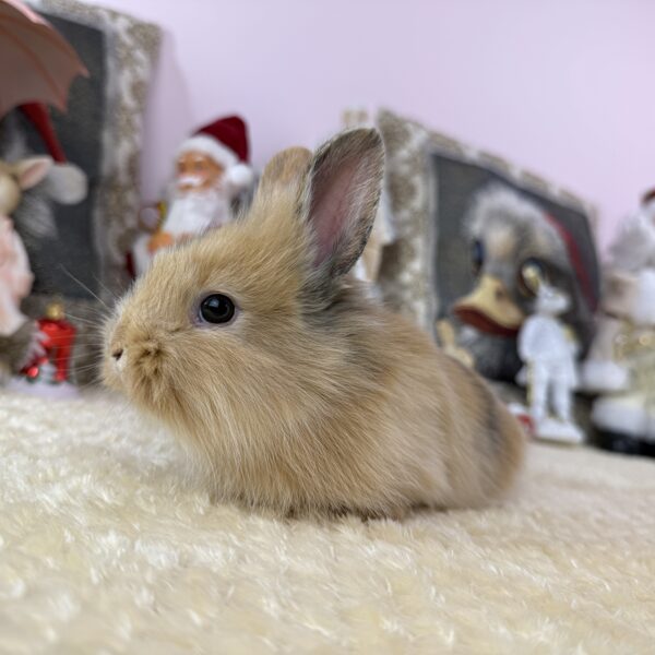 Mini oroszlánfejű nőstény 20.000Ft