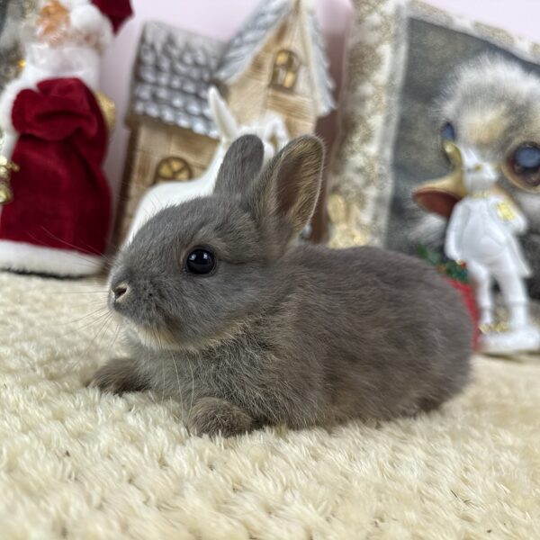 Színes törpe nőstény 25.000Ft