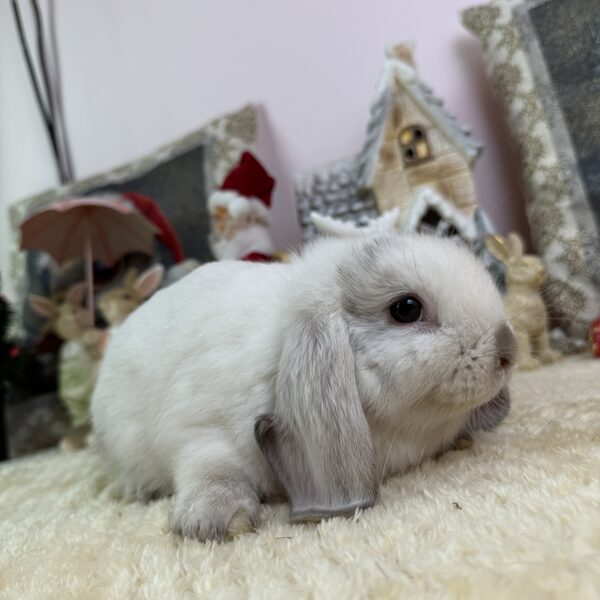 Mini kosorrú bak 20.000Ft