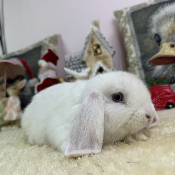 Mini kosorrú nőstény 20.000Ft