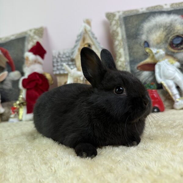 Színes törpe bak 20.000Ft