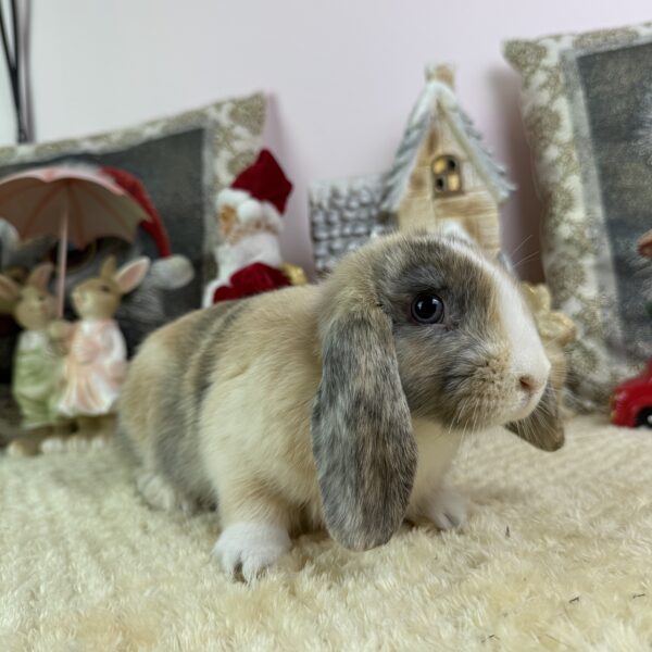 Mini kosorrú nőstény 25.000Ft