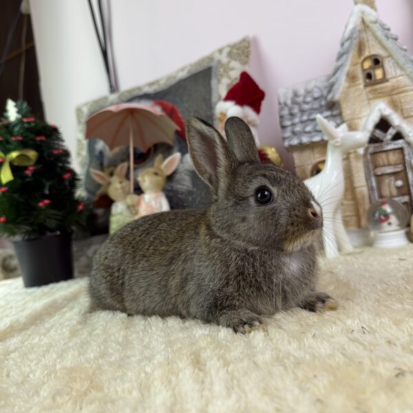 Színes törpe nőstény 20.000Ft