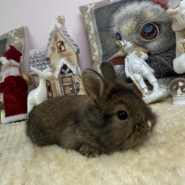 Mini oroszlánfejű nőstény 20.000Ft 