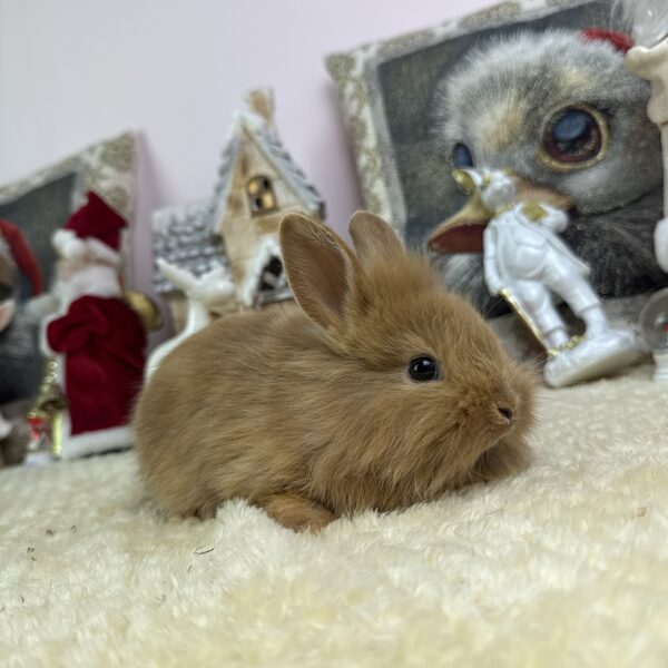 Mini oroszlánfejű kisfiú 20.000Ft