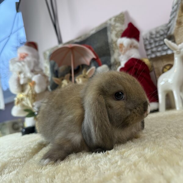 Mini kosorrú kislány 30.000Ft