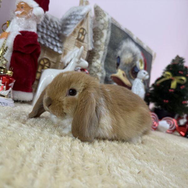 Mini kosorrú kisfiú 30.000Ft