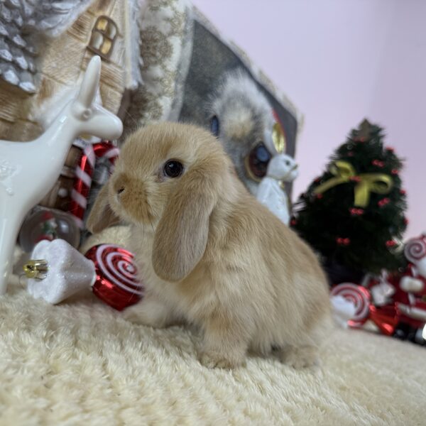 Mini kosorrú kisfiú 30.000Ft