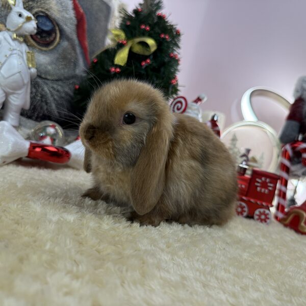 Mini kosorrú kislány 30.000Ft