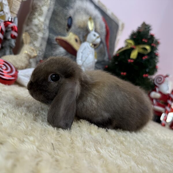 Mini kosorrú kislány 30.000Ft