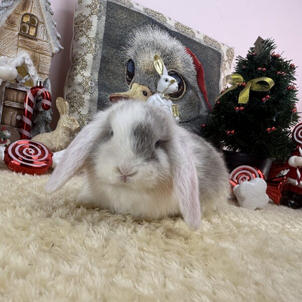 Mini kosorrú kisfiú 30.000Ft