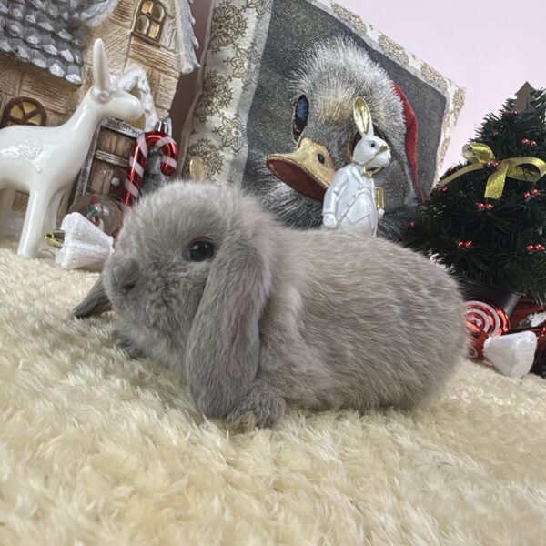 Mini kosorrú kisfiú 30.000Ft