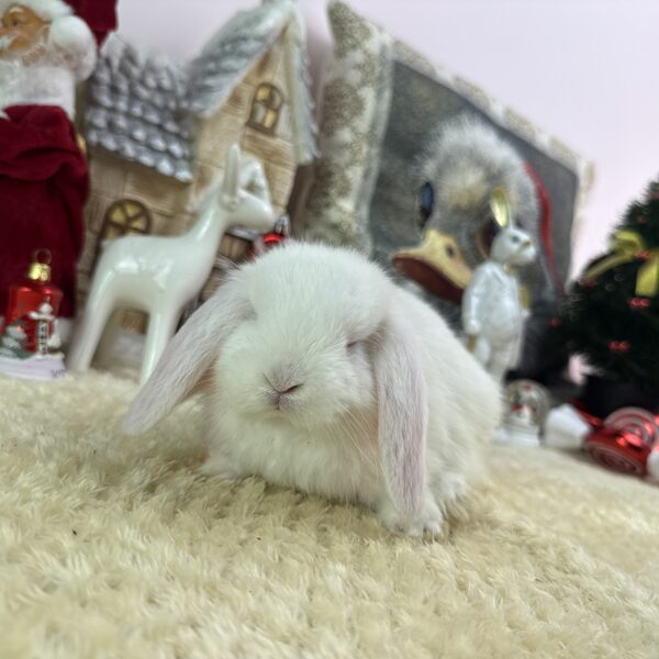 Mini kosorrú REW (fehér piros szemű) 2 egyed kislány 10.000Ft/egyed