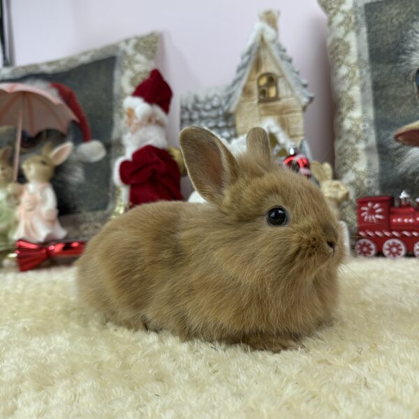 Mini oroszlánfejű kislány 20.000Ft 