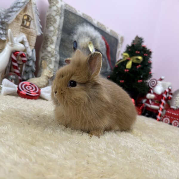 Mini oroszlánfejű kislány 20.000Ft 