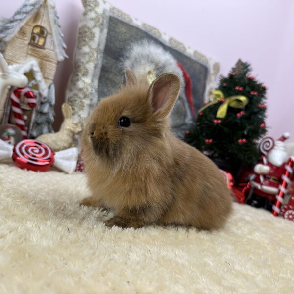 Mini oroszlánfejű kisfiú 20.000Ft 