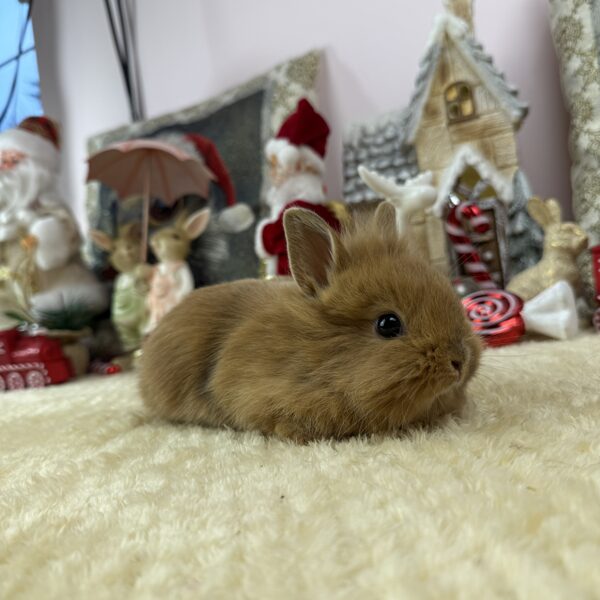 Mini oroszlánfejű kisfiú 20.000Ft