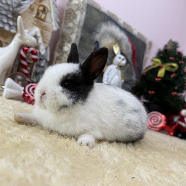 Színes törpe kislány 20.000Ft