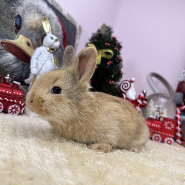 Színes törpe kislány 25.000Ft