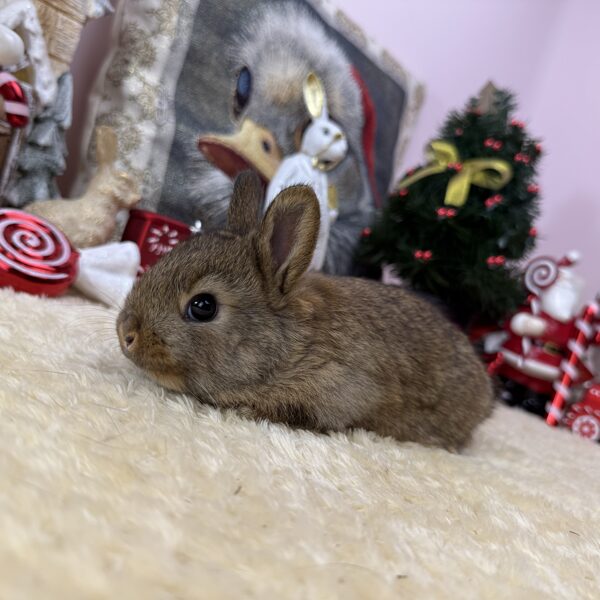 Színes törpe kislány 20.000Ft