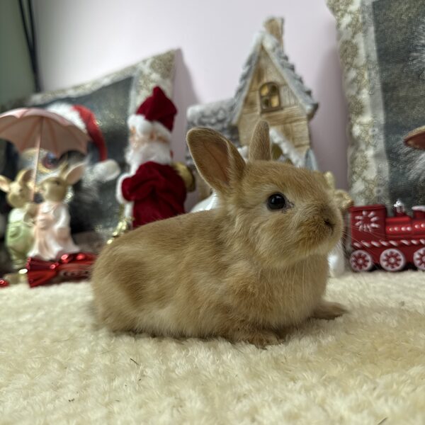 Színes törpe kislány 25.000Ft