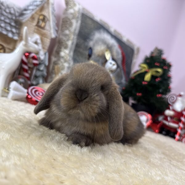 Mini kosorrú kisfiú 30.000Ft