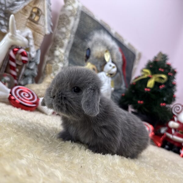 Mini kosorrú kislányok és kisfiúk kék színben 30.000Ft/egyed