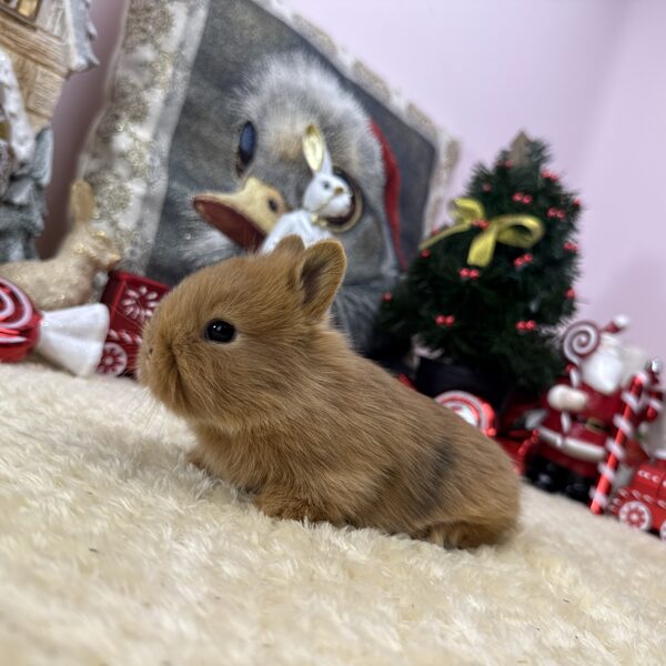 Mini oroszlánfejű kislány 20.000Ft