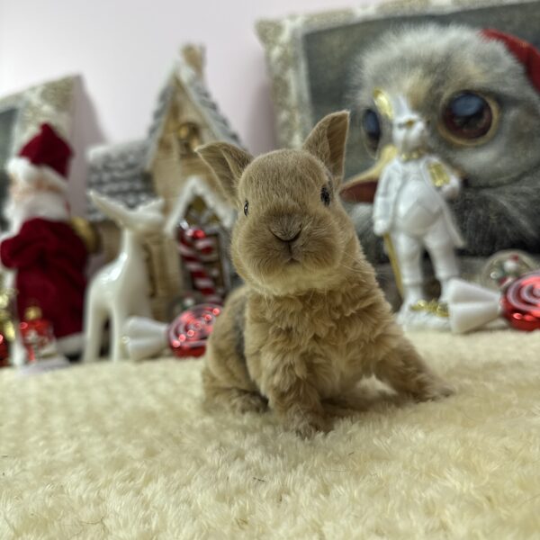 Törpe rex kislány 20.000Ft