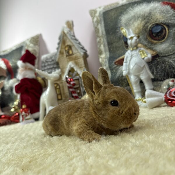 Törpe rex kislány 20.000Ft